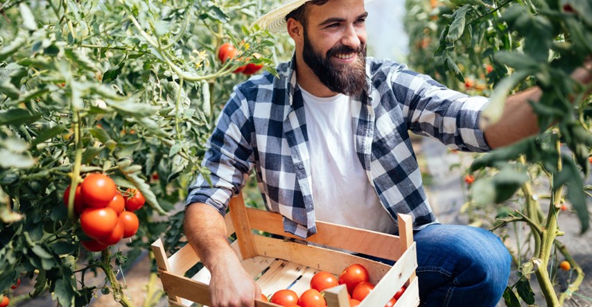Istraživanje otkrilo zašto bi muškarci trebali konzumirati koncentrat rajčice
